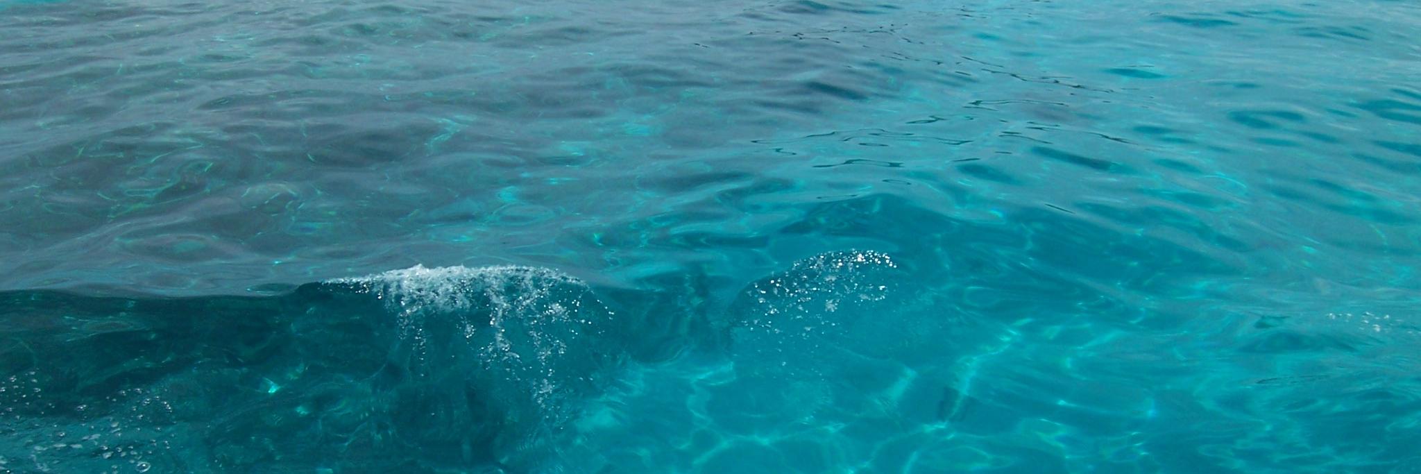 🐚 banner
