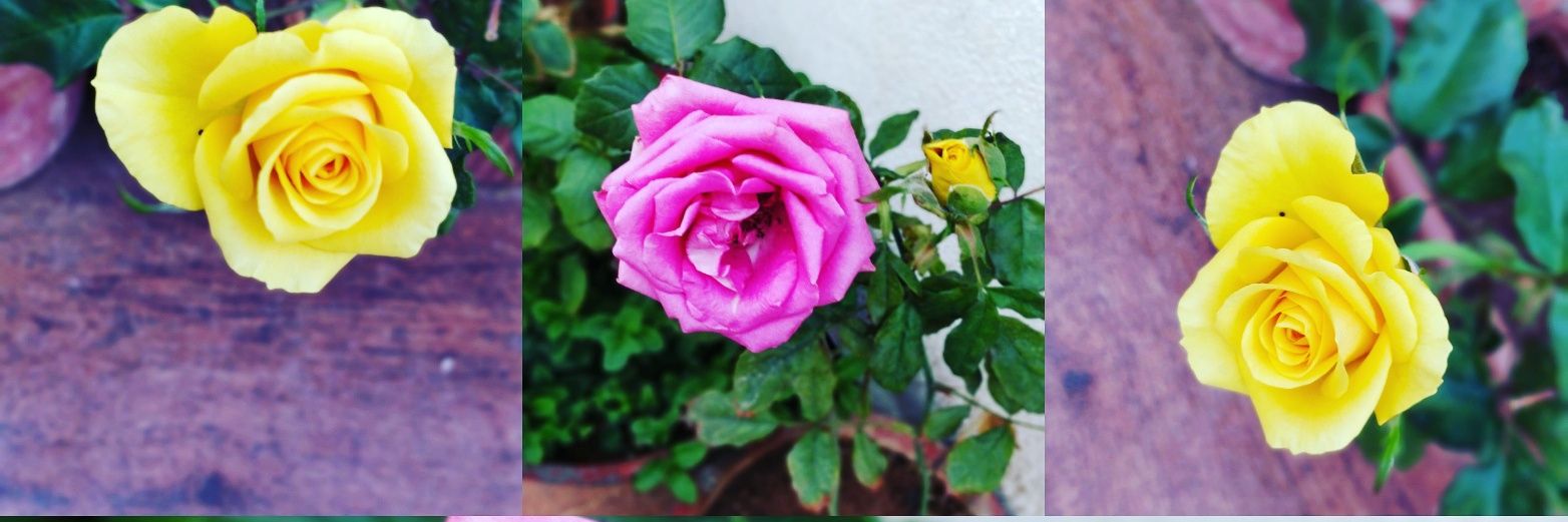 viralsharma's profile banner image
