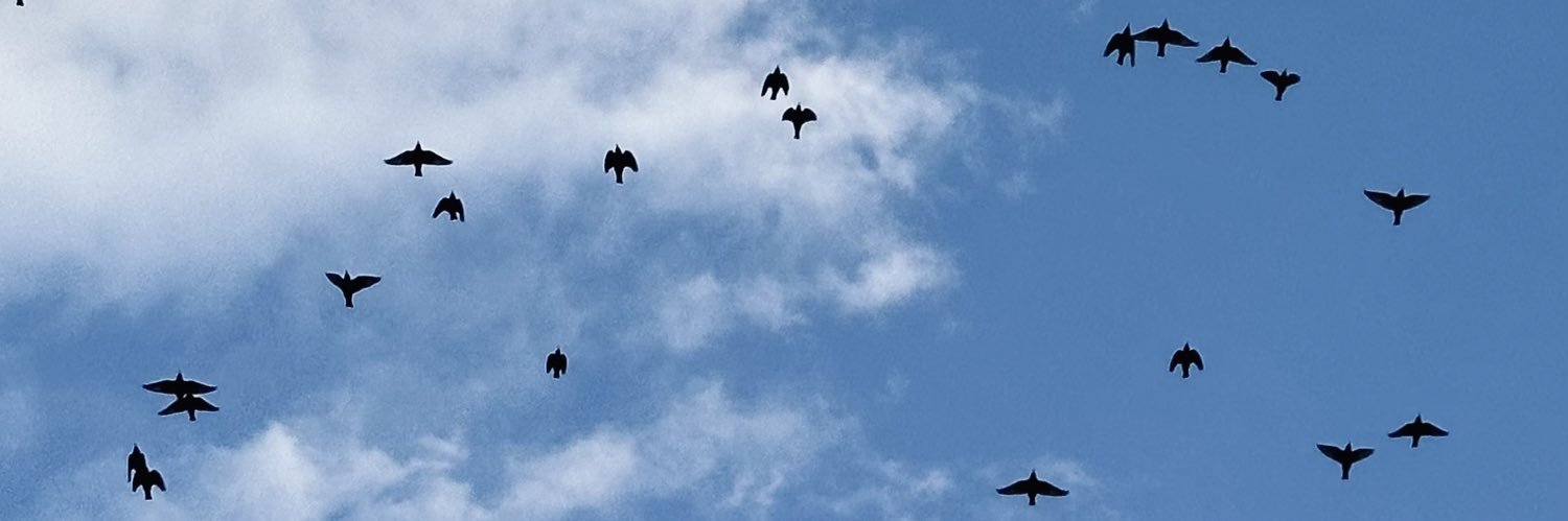 یه درختم banner