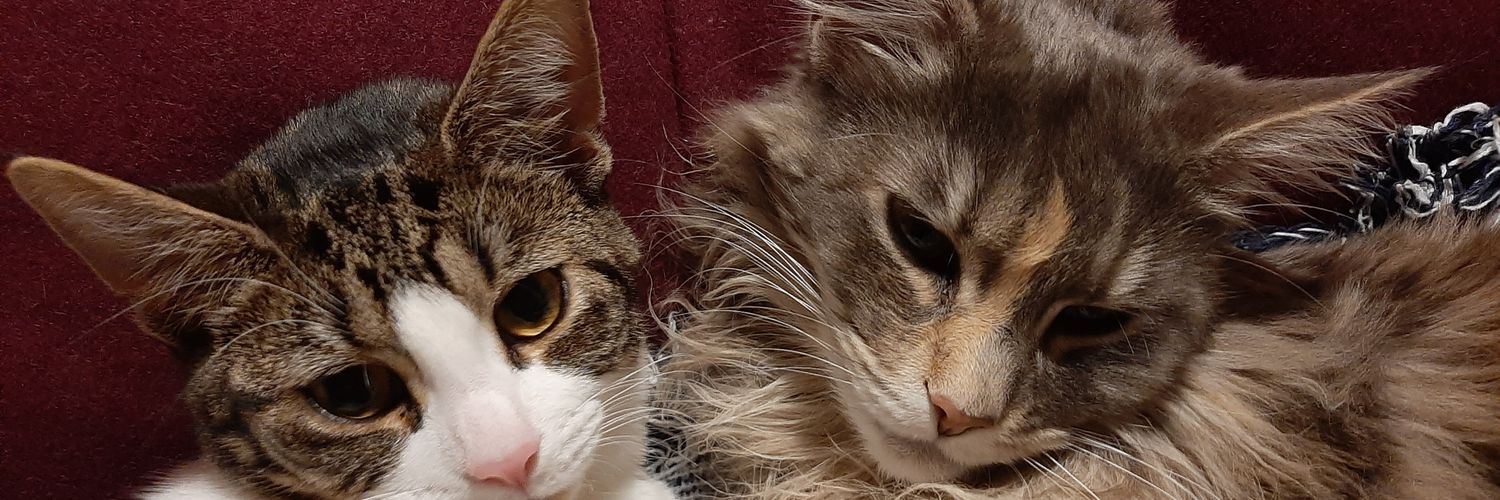 Alison 🐈‍⬛🐈‍⬛ 🐈 banner