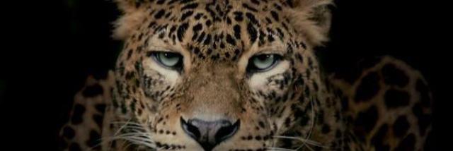 TubaDelibass's profile banner image