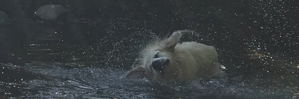 Elli_D_29 Profile Banner