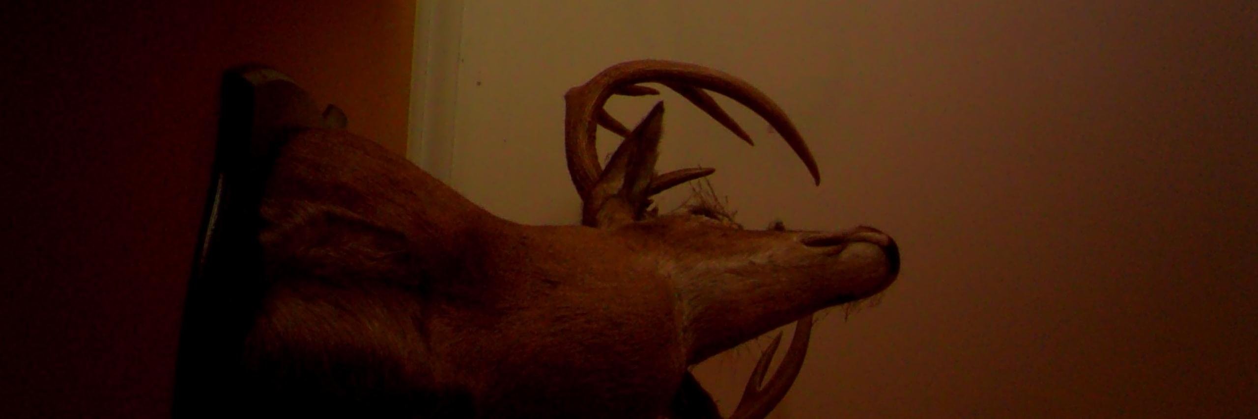 trodaddy banner