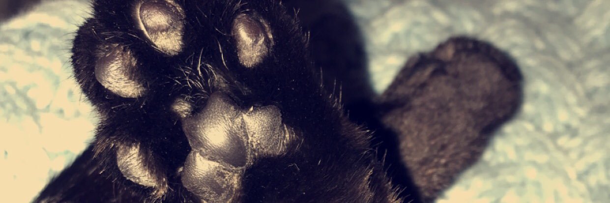 courtsargent's profile banner image