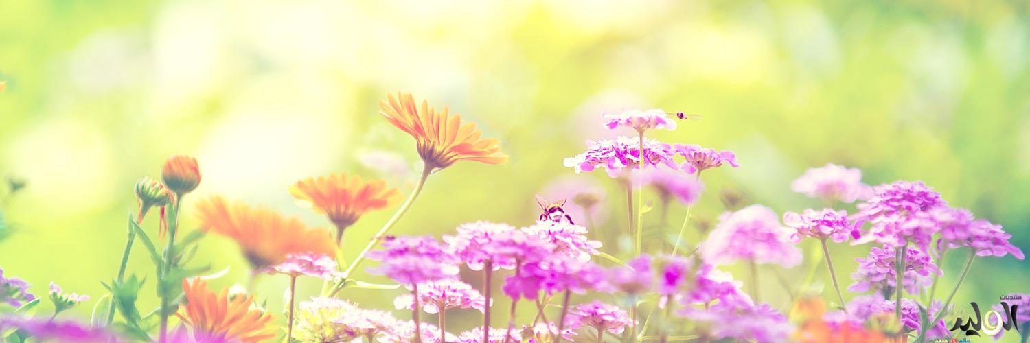 mona_q890's profile banner image