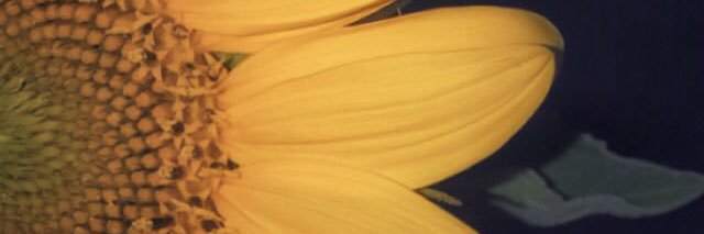 shosho_01's profile banner image