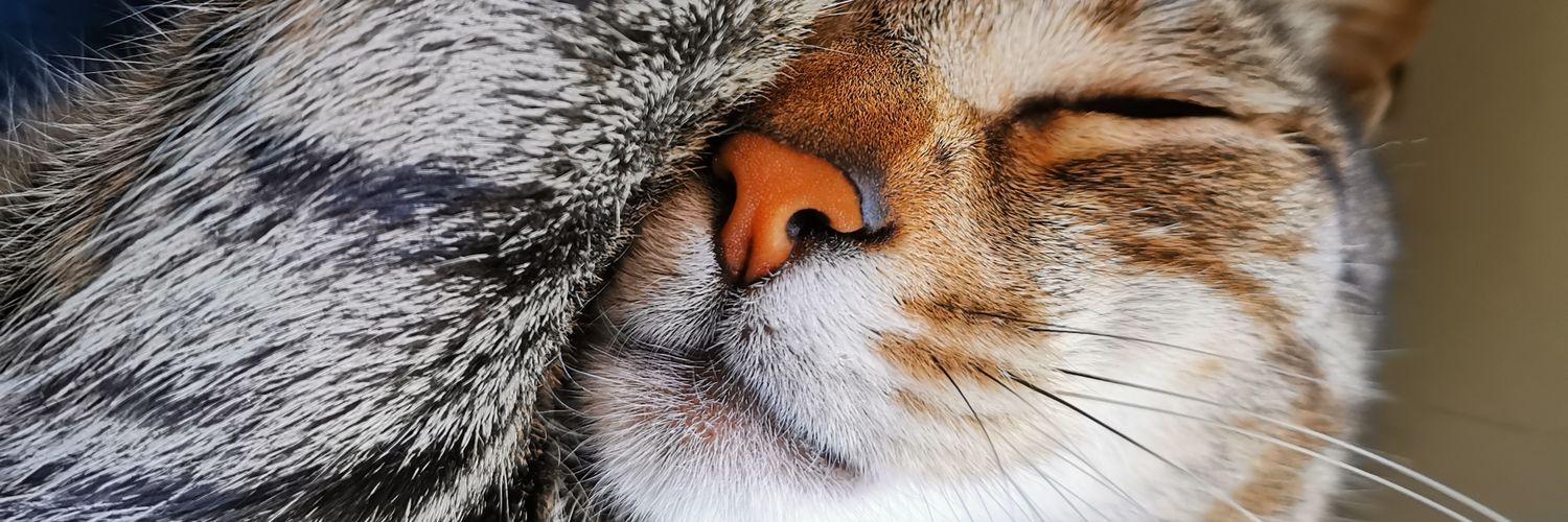 Ana Alexandre banner