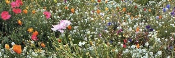 w banner