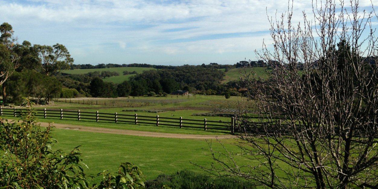 Dr Annie Synnot banner
