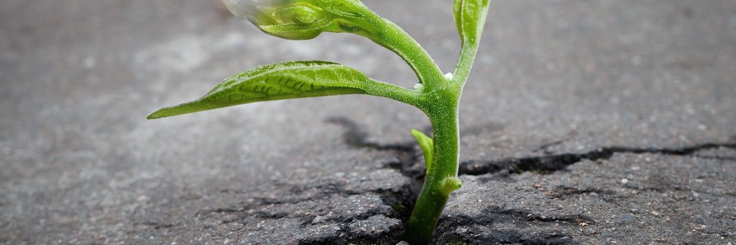 Essiomle koamivi banner