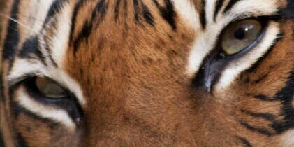 pisaukilatli's profile banner image