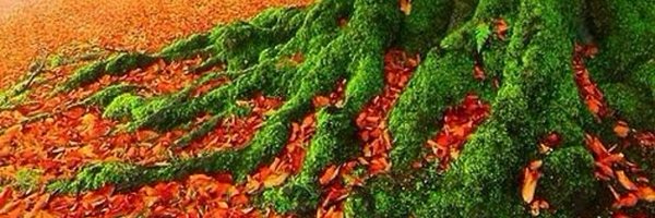 KathGraham2 Profile Banner