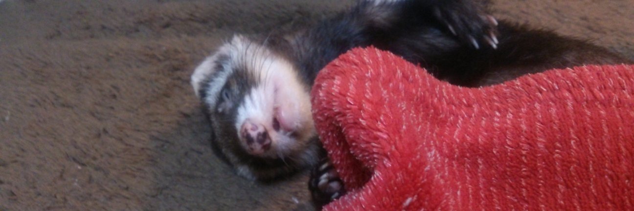 ROSE（ろぜ） banner