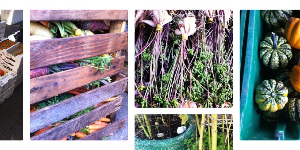 Pixie & Scout banner