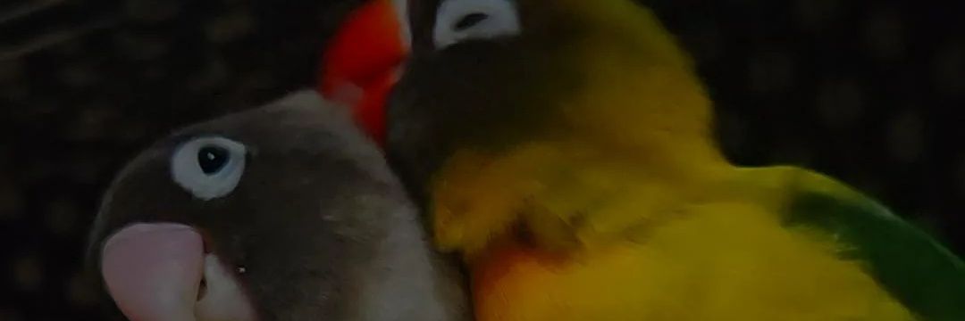 lissma0's profile banner image