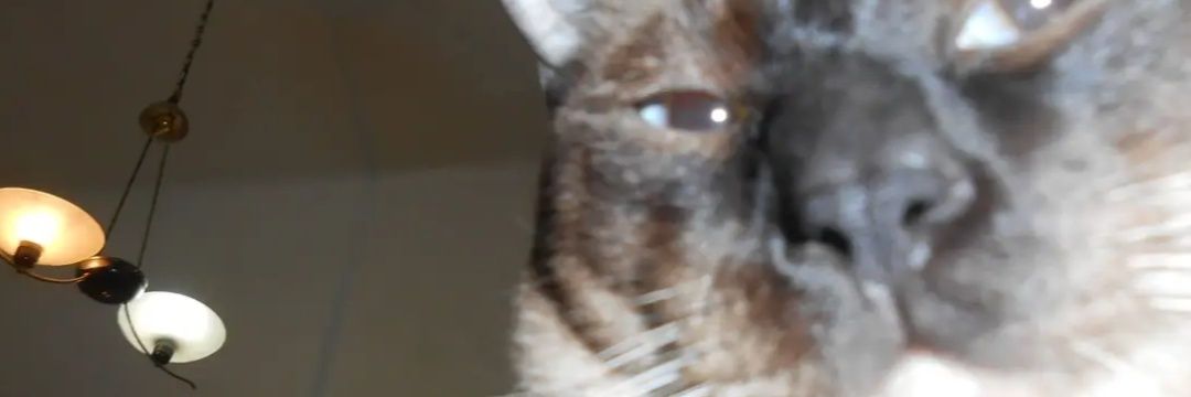lexivites's profile banner image