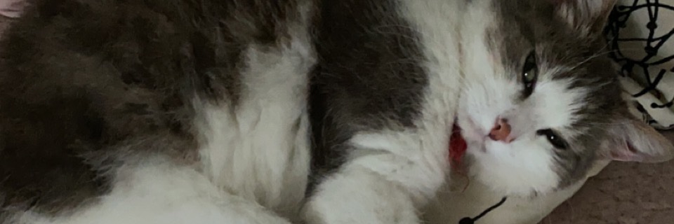 ChloeMN21's profile banner image