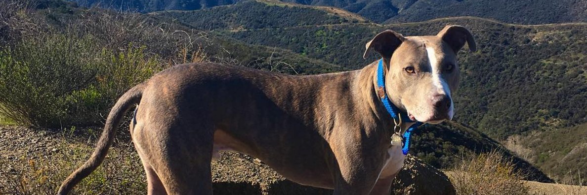 AceThePit_'s profile banner image
