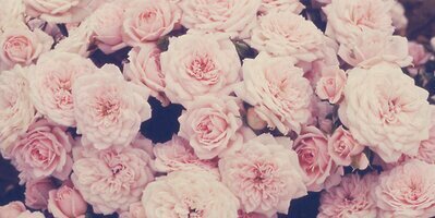 ArrellRebecca's profile banner image