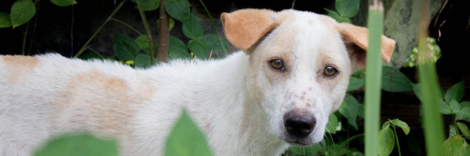 Georgia Ramplin banner