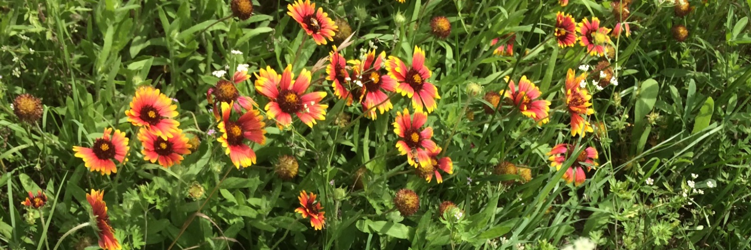 MaizeBluebonnet's profile banner image