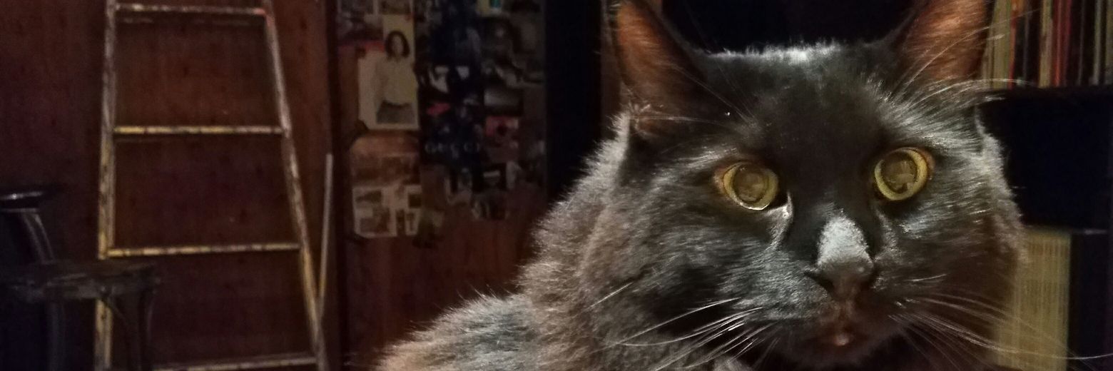 kedi_baskan's profile banner image