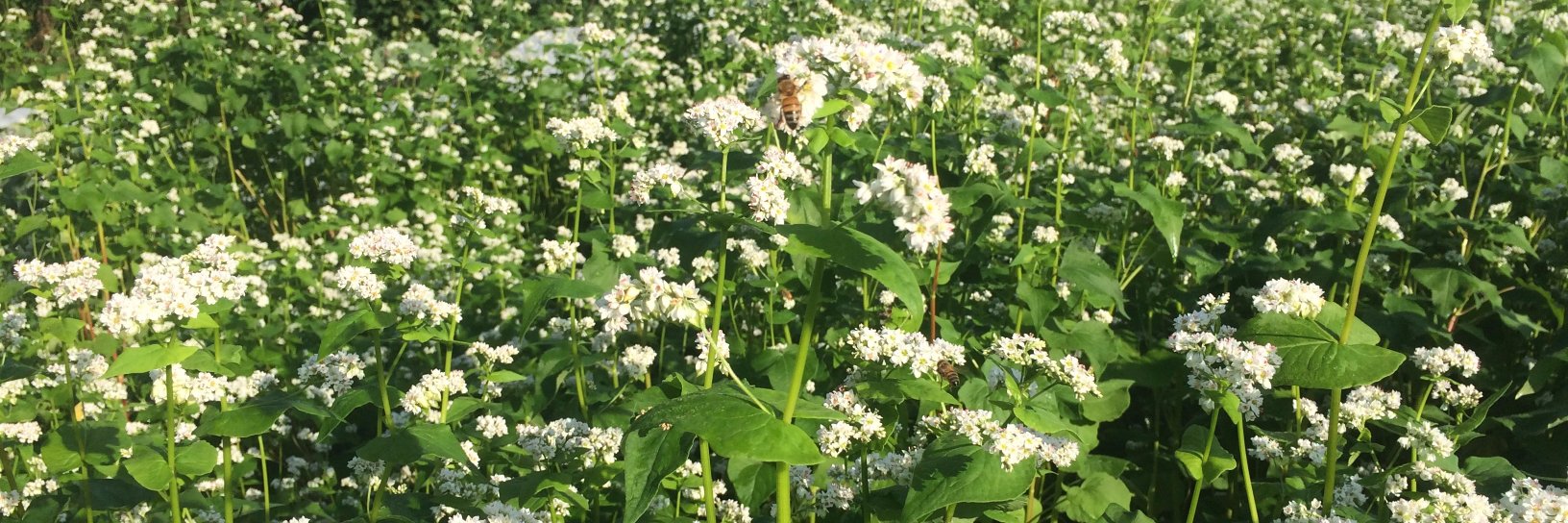 harm reduction infinite jest banner