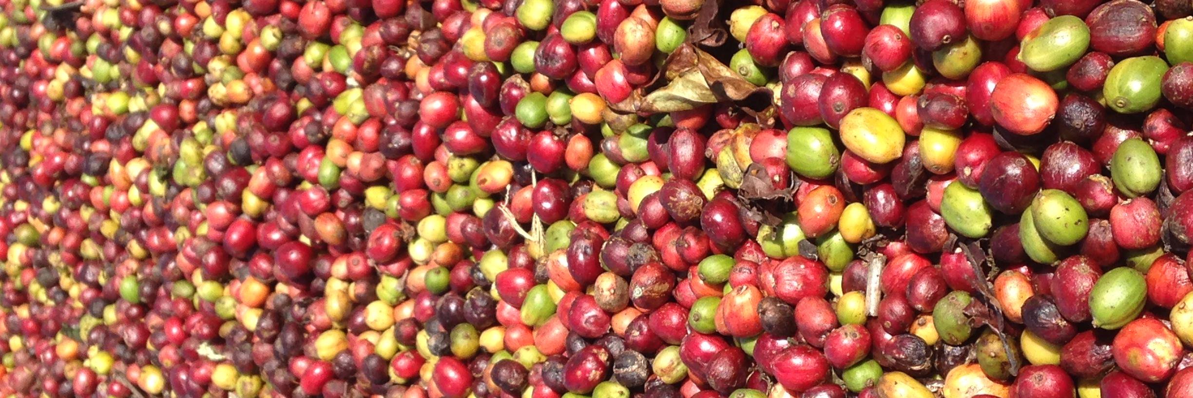 Tomaso Ferrando banner