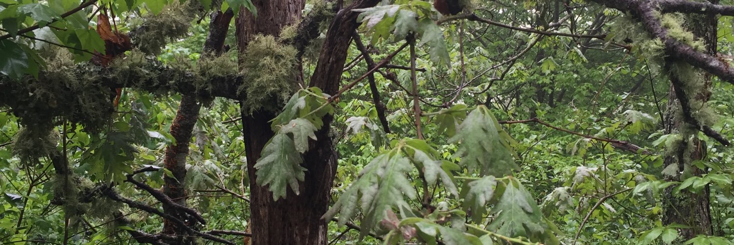 toriokner's profile banner image