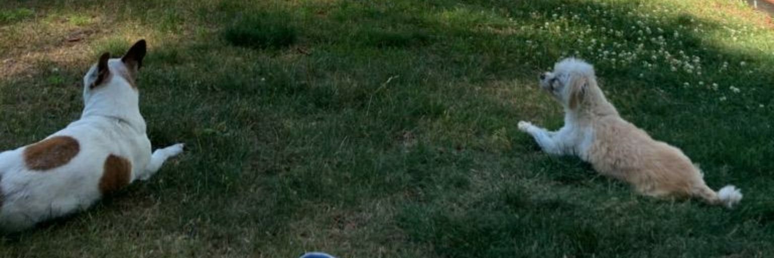 Deemcddenise's profile banner image