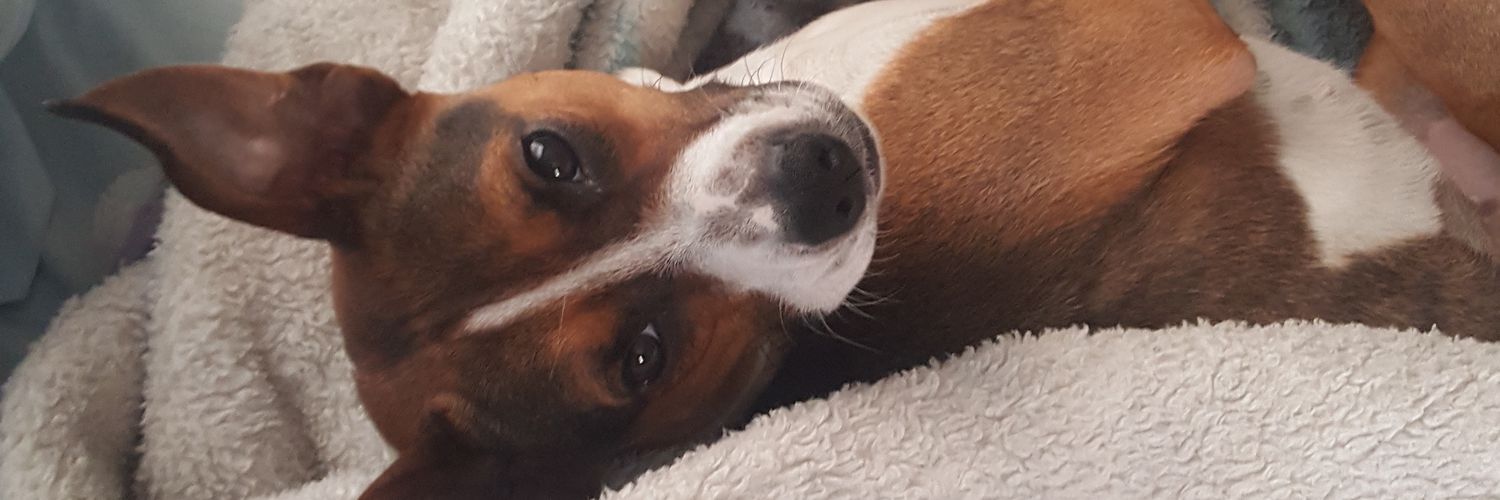 BIG_Lys's profile banner image