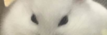 しろまるちゃん💫🐰🌹 banner