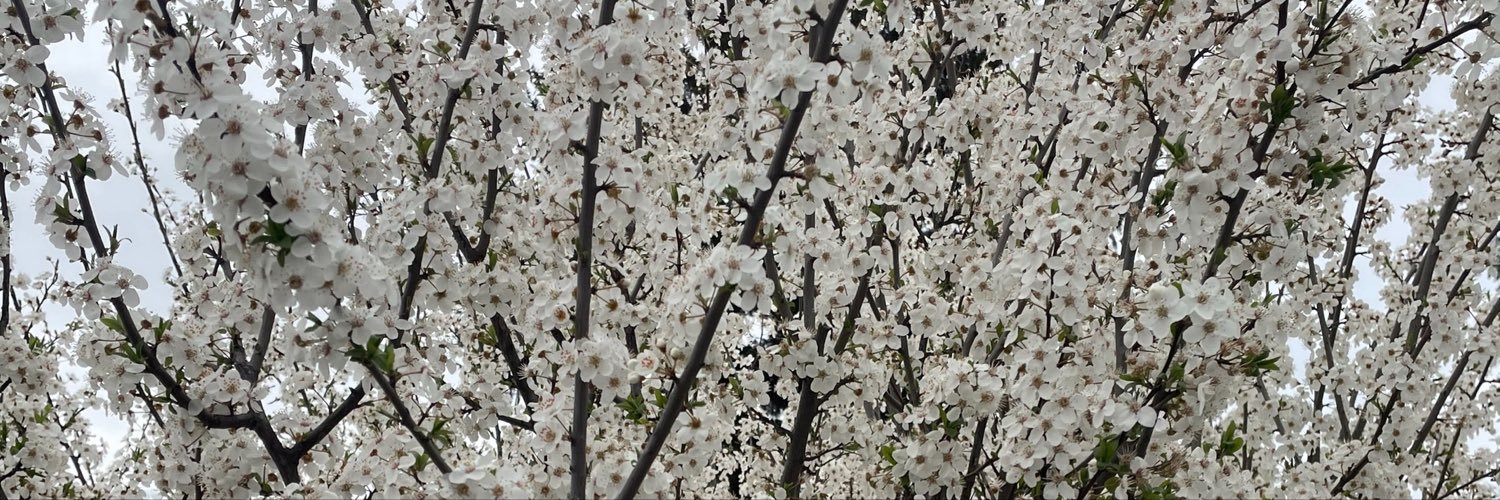 ladym0nkeys's profile banner image