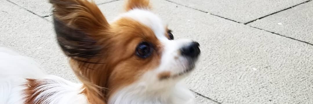 Takai pitoshi 放送作家（高井均） banner