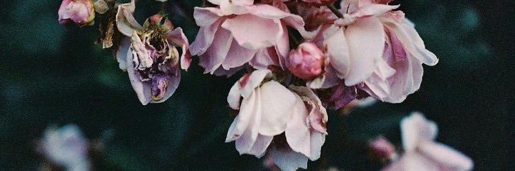 weeshmallhall's profile banner image