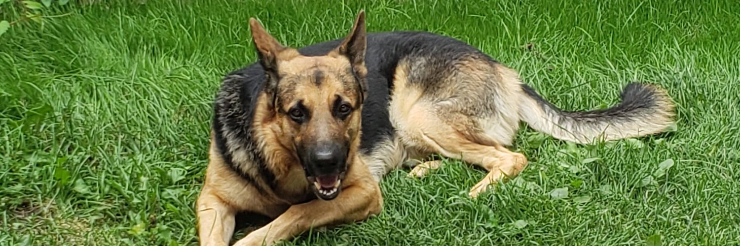 ژانگولر banner