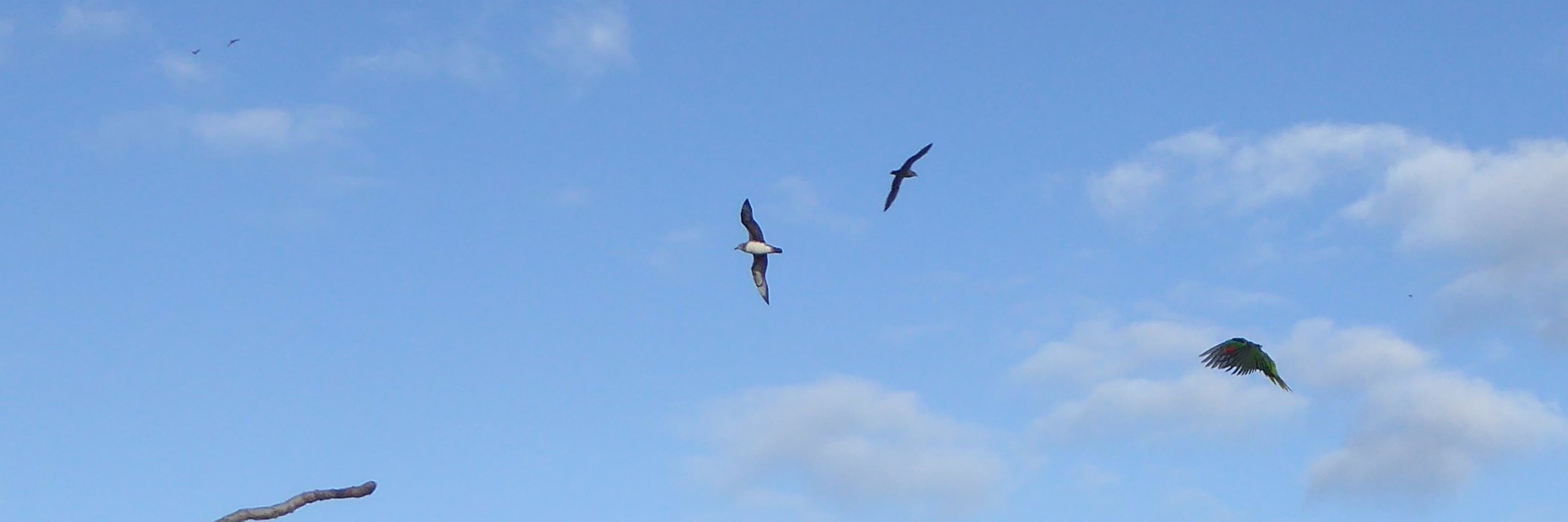 Steffen Oppel banner