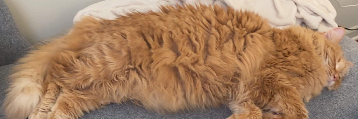 Gracyn Noffert, M.D. banner