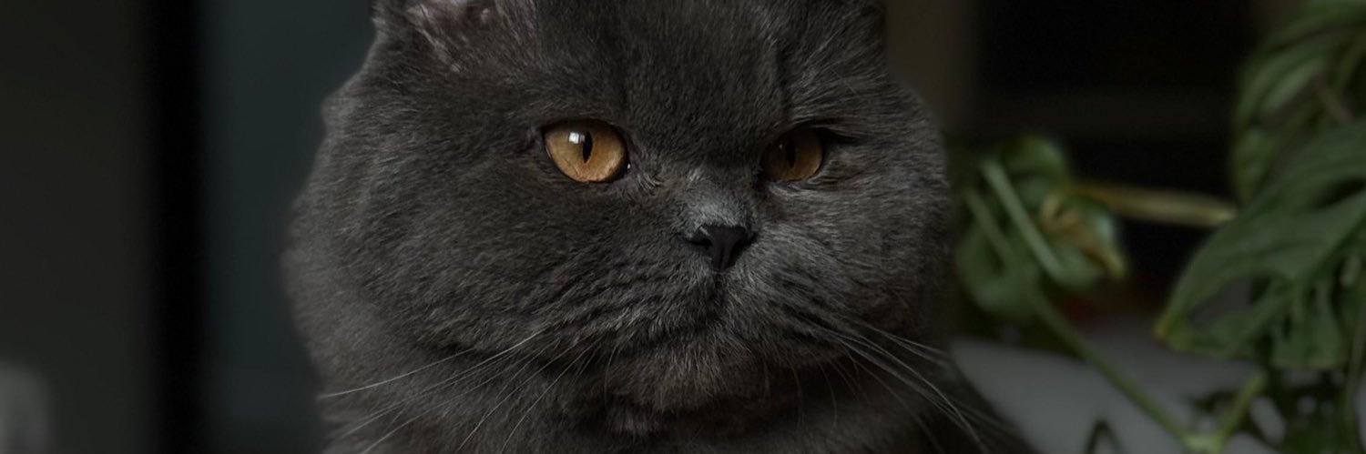 Sarah. banner
