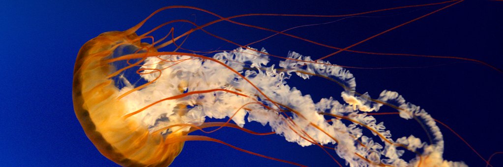 ekamurfN's profile banner image