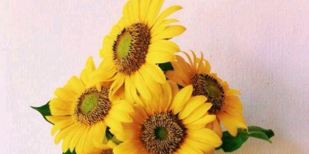 devidwivasari's profile banner image