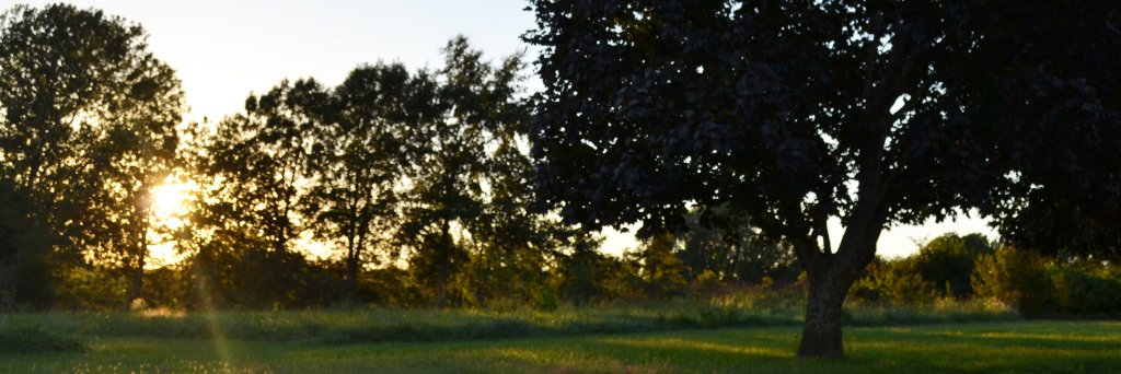 Michelle Kennedy banner