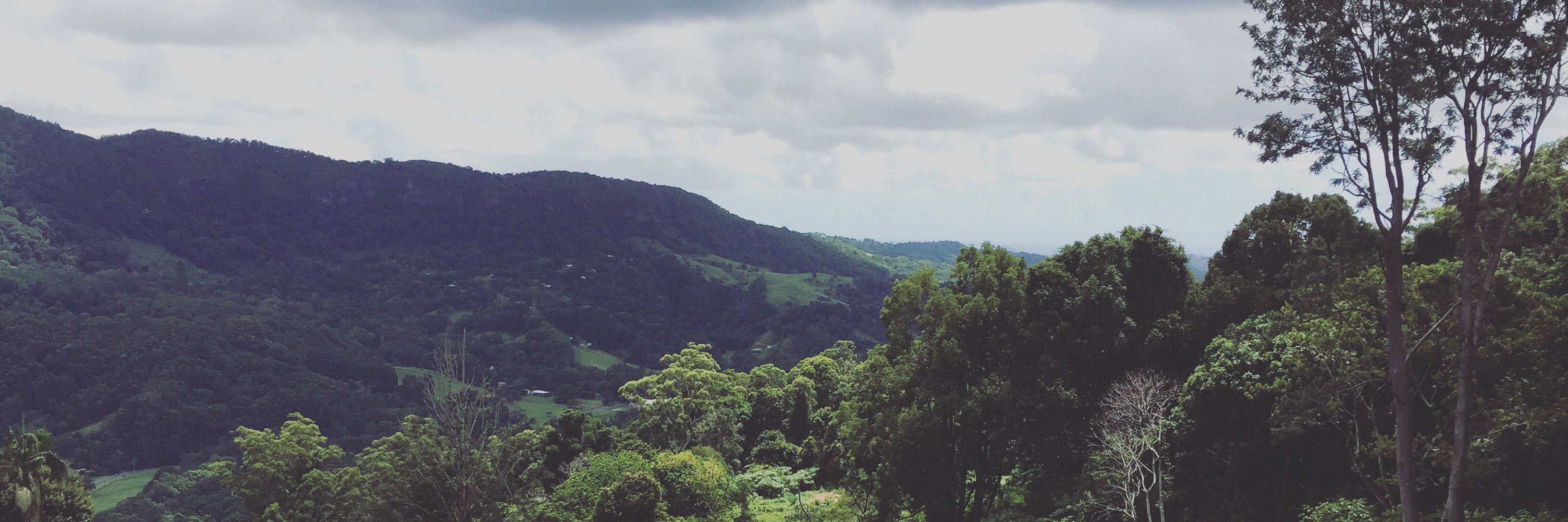 Dr Bronte Alexander banner