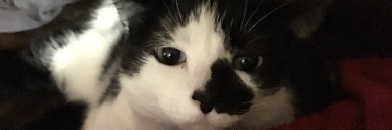 sorrybetch's profile banner image