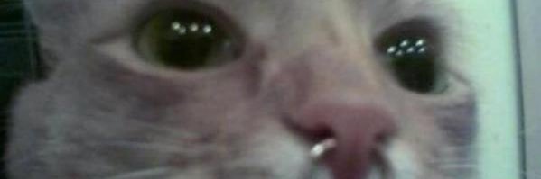 Foxfurrr's profile banner image