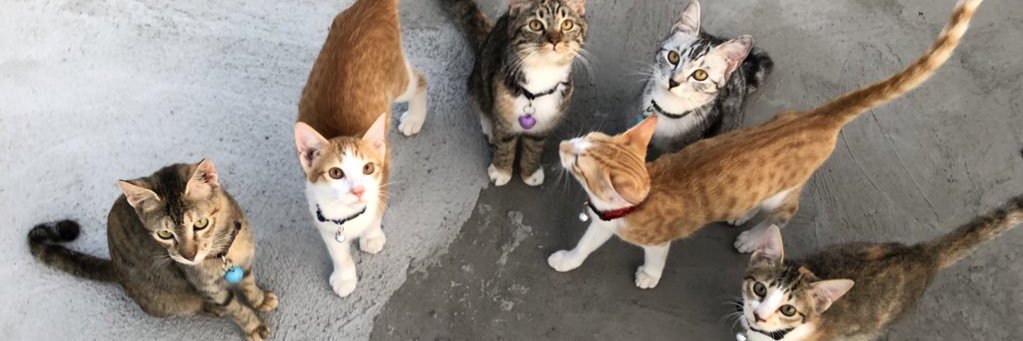 flameofricaaaa's profile banner image