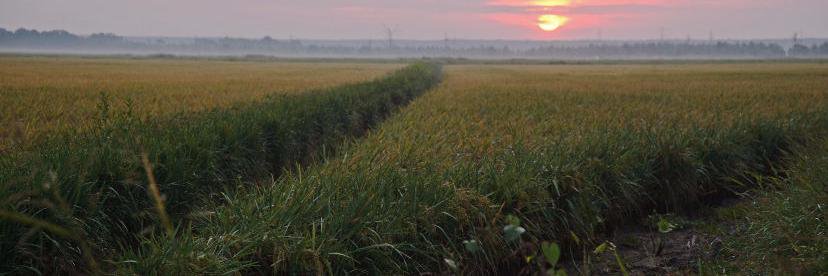 twobrooksrice banner