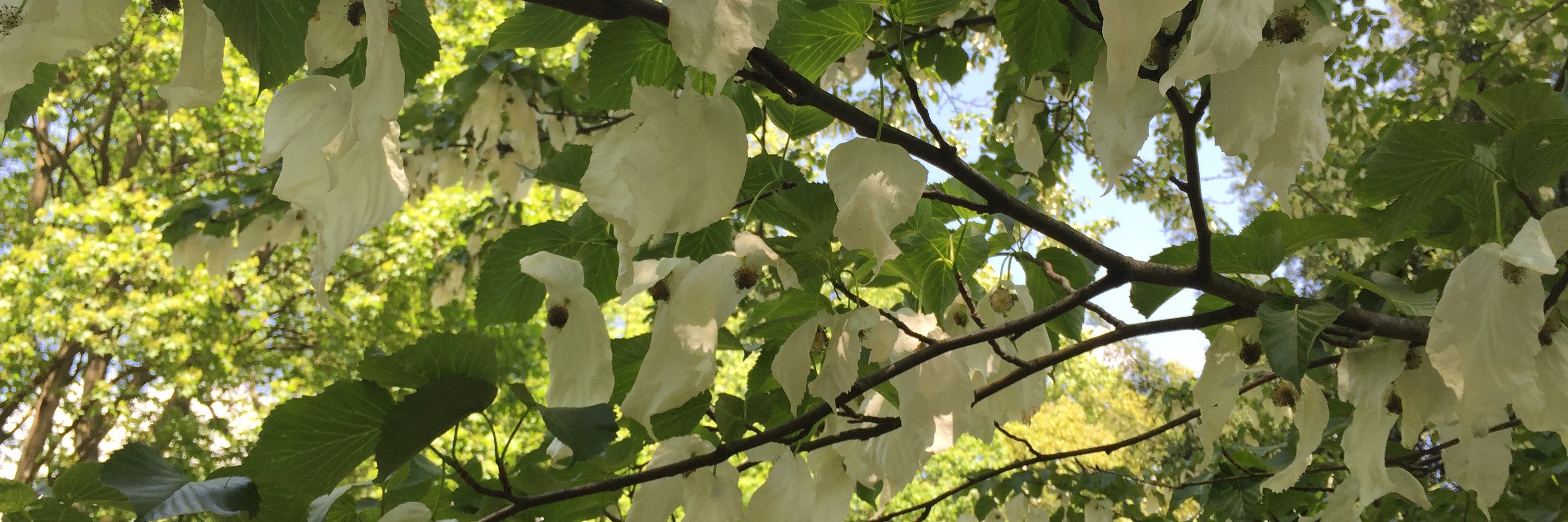 Asta Partanen banner