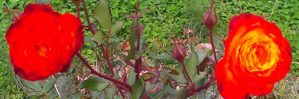 candefletch Profile Banner