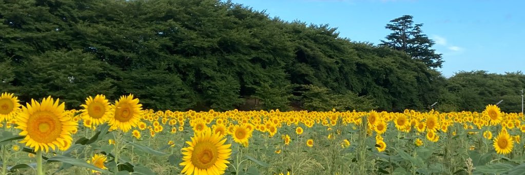 cyorocyolo's profile banner image